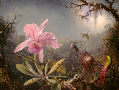 卡特兰兰花和三只蜂鸟 作者 Martin Johnson Heade