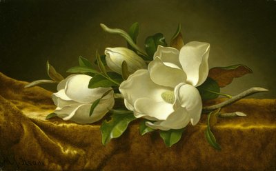 金丝绒布上的木兰花 作者 马丁·约翰逊·海德