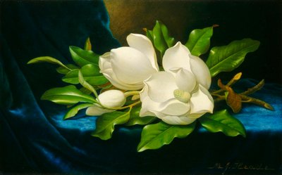 蓝色天鹅绒布上的木兰花 作者 马丁·约翰逊·海德