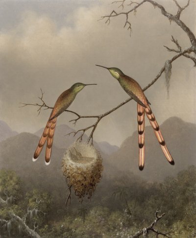 与他们的年轻人的两只蜂鸟，c.1865 作者 Martin Johnson Heade