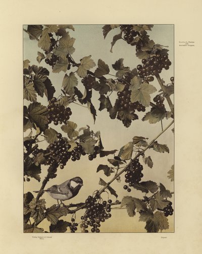 马丁·格拉赫 (Martin Gerlach) 的节日和装饰组之一（黑白照片） 作者 老马丁·格拉赫