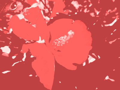 开花 作者 玛蒂娜·柯尼兹基（Martina Konitzky）