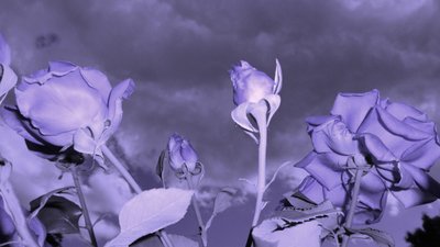 天梯 作者 玛蒂娜·柯尼兹基（Martina Konitzky）