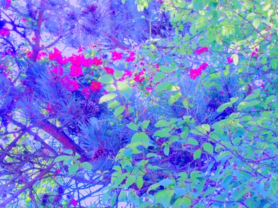 植物 作者 玛蒂娜·柯尼兹基（Martina Konitzky）