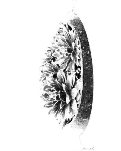 植物 作者 玛蒂娜·柯尼兹基（Martina Konitzky）