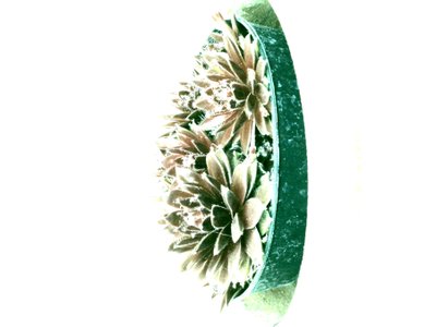 多汁植物 作者 玛蒂娜·柯尼兹基（Martina Konitzky）