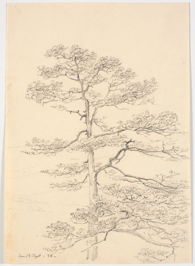 一棵松树 作者 马蒂努斯·罗比（MartinusRørbye）