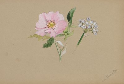 (无题--花卉研究） 作者 玛丽·沃克斯·沃尔科特