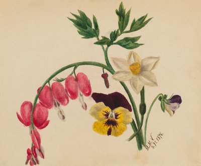 (无题--混合花朵） 作者 玛丽·沃克斯·沃尔科特