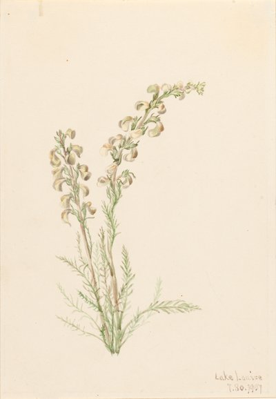 Alpine Fernlife Pedicularis contorta, 1907. 作者 玛丽·沃克斯·沃尔科特
