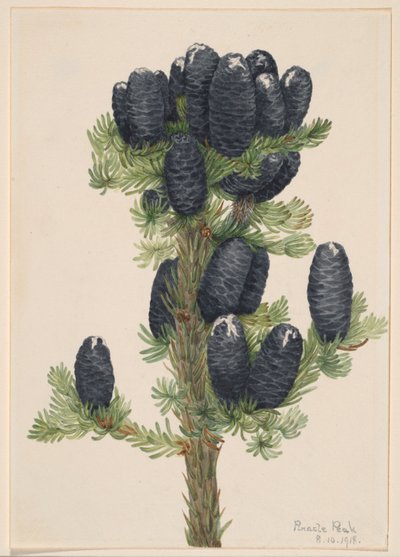 高山冷杉（Abies lasiocarpa） 作者 玛丽·沃克斯·沃尔科特