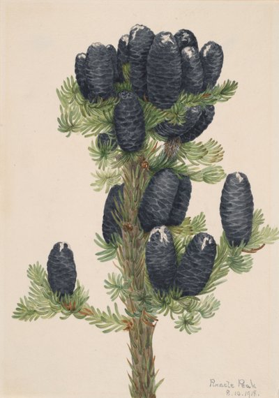 高山冷杉 Abies lasiocarpa, 1918. 作者 玛丽·沃克斯·沃尔科特