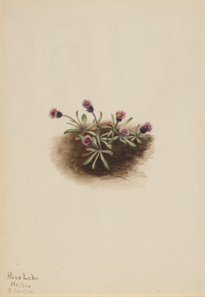 高山跳蚤草（Erigeron unalaschcensis） 作者 玛丽·沃克斯·沃尔科特