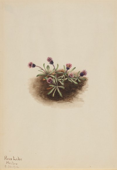 Alpine Fleabane Erigeron unalaschcensis, 1916. 作者 玛丽·沃克斯·沃尔科特