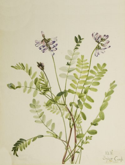 Alpine Milkvetch Astragalus alpinus, 1921. 作者 Mary Vaux Walcott