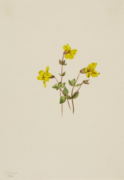 高山猴子花 Mimulus caespitosus, 1904. 作者 玛丽·沃克斯·沃尔科特