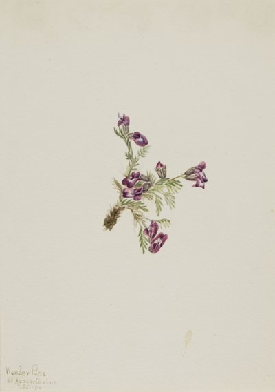 高山天门冬（Oxytropis podocarpa） 作者 玛丽·沃克斯·沃尔科特