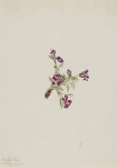 Alpine Pointvetch Oxytropis podocarpa, 1916. 作者 玛丽·沃克斯·沃尔科特