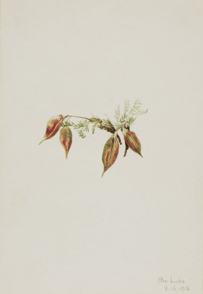 Alpine Pointvetch Oxytropis podocarpa, 1918. 作者 玛丽·沃克斯·沃尔科特