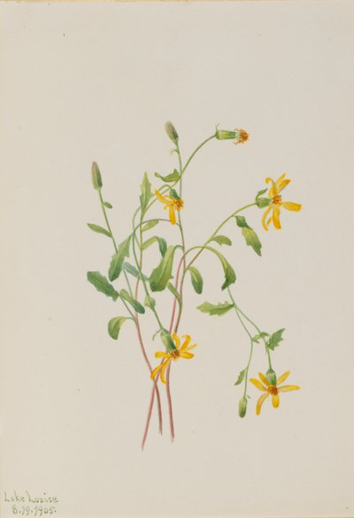 高山鼠尾草（Senecio 种） 作者 玛丽·沃克斯·沃尔科特