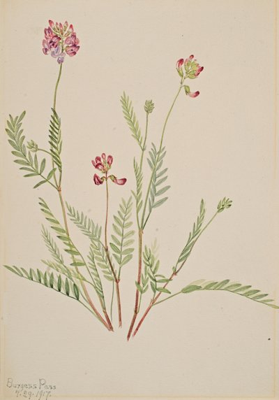 Alpine Vetch Astragalus bourgovii, 1917. 作者 玛丽·沃克斯·沃尔科特