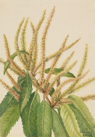 美国板栗（Castanea dentata） 作者 玛丽·沃克斯·沃尔科特