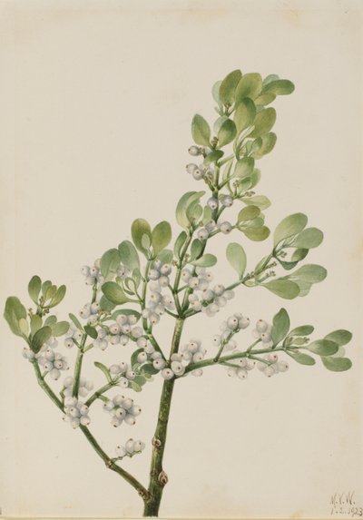 美国槲寄生（Phoradendron flavescens） 作者 玛丽·沃克斯·沃尔科特