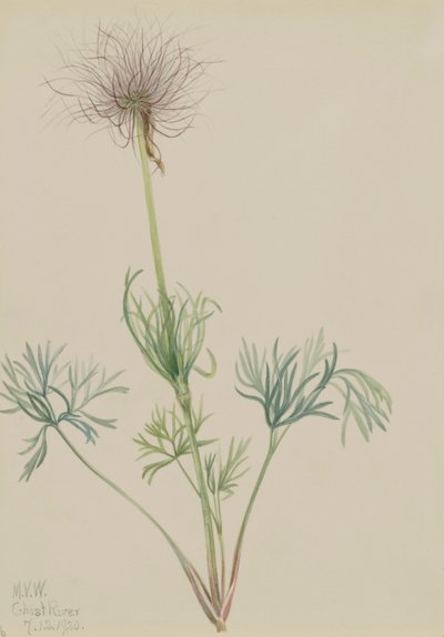 American Pasqueflower Pulsatilla ludoviciana, 1920. 作者 玛丽·沃克斯·沃尔科特