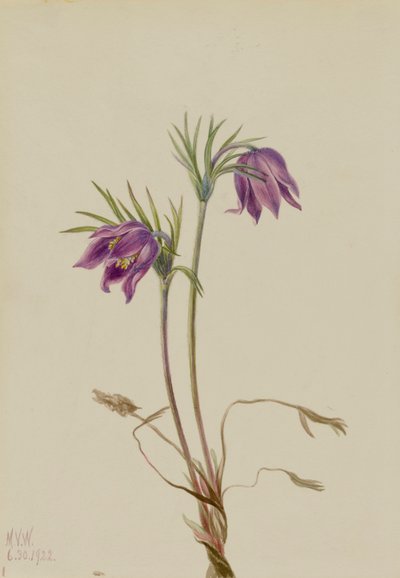 American Pasqueflower Pulsatilla ludoviciana, 1922. 作者 玛丽·沃克斯·沃尔科特