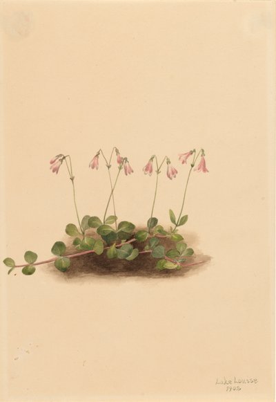American Twinflower Linnaea borealis americana, 1902. 作者 玛丽·沃克斯·沃尔科特