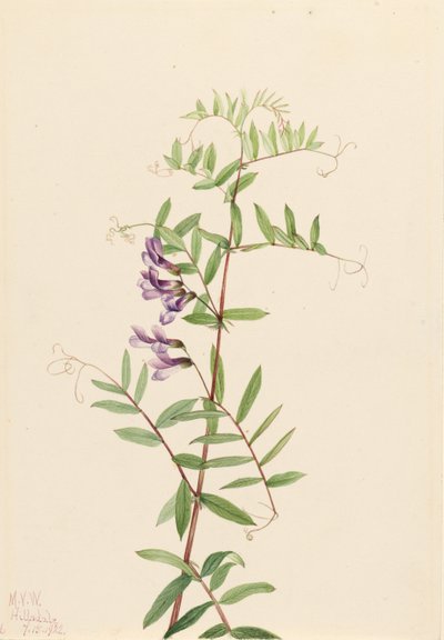 美洲蛭 作者 Mary Vaux Walcott