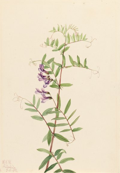 American Vetch Vicia americana, 1922. 作者 Mary Vaux Walcott