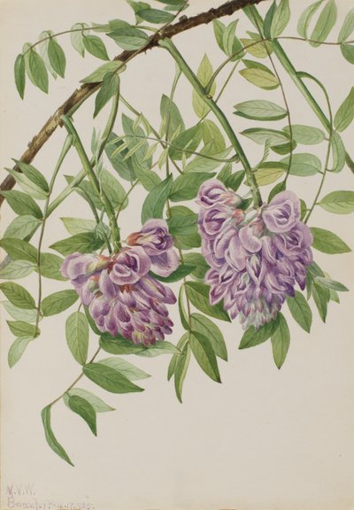 American Wisteria Kraunhia frutescens, 1925. 作者 玛丽·沃克斯·沃尔科特