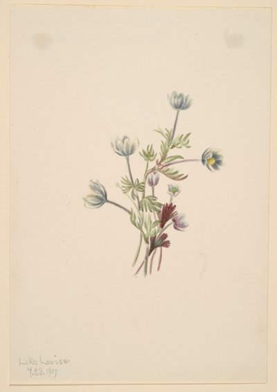 海葵 (Anemone drummondii) 作者 玛丽·沃克斯·沃尔科特