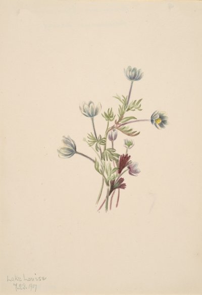 Anemone drummondii, 1907. 作者 玛丽·沃克斯·沃尔科特