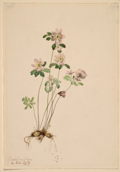 鳗鲡（Syndesmon thalictroides） 作者 玛丽·沃克斯·沃尔科特