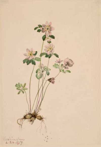 Anemonella Syndesmon thalictroides, 1917. 作者 玛丽·沃克斯·沃尔科特
