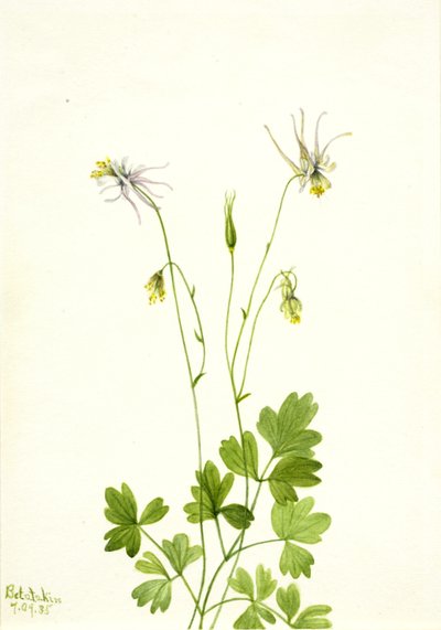 Aquilegia ecalcarata, 1935. 作者 玛丽·沃克斯·沃尔科特