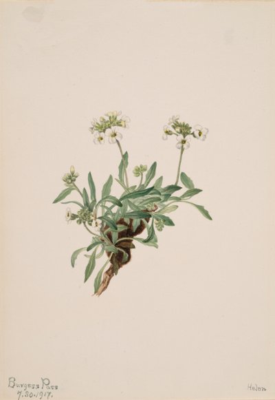 Arabis drummondii，1917年。 作者 玛丽·沃克斯·沃尔科特