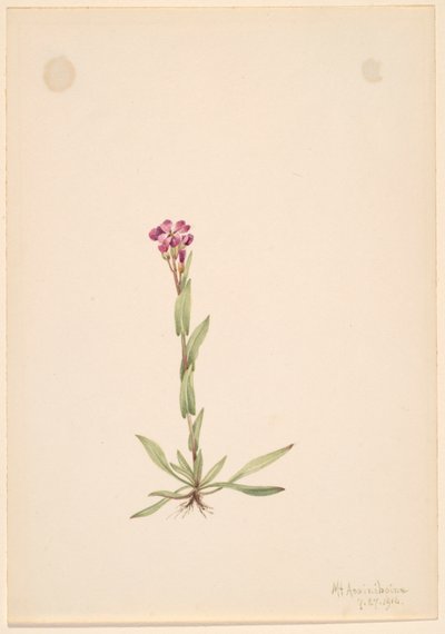 Arabis lyallii, 1916. 作者 玛丽·沃克斯·沃尔科特