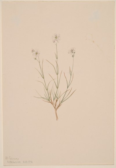 Arenaria formosa, 1904. 作者 玛丽·沃克斯·沃尔科特