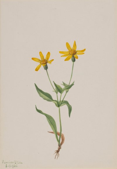 Arnica alpina, 1905. 作者 玛丽·沃克斯·沃尔科特
