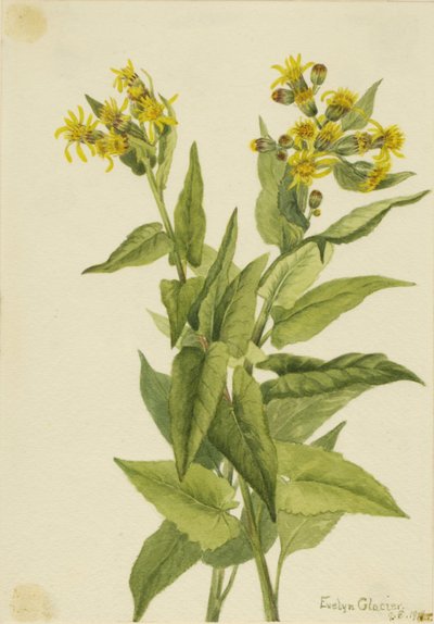 箭叶地肤草（Senecia triangularis） 作者 玛丽·沃克斯·沃尔科特