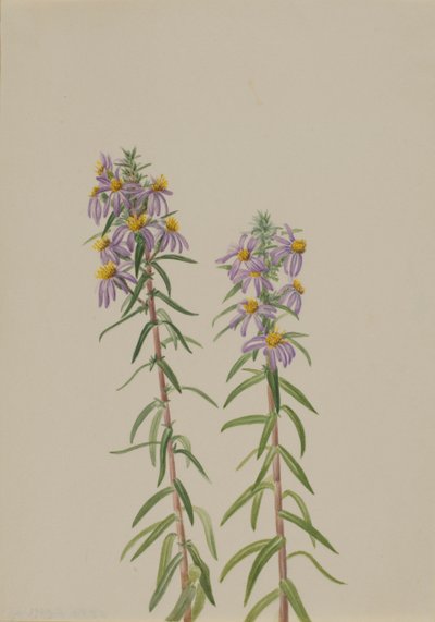 Aster Aster hirariifolius, 1923. 作者 玛丽·沃克斯·沃尔科特
