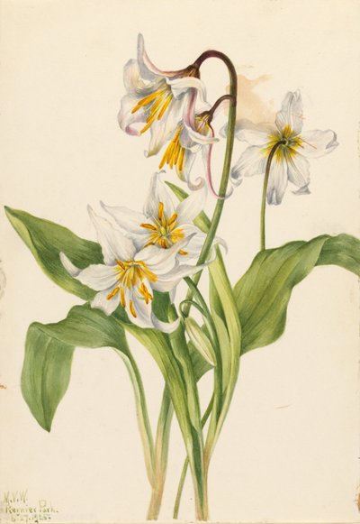 雪崩百合（Erythronium montanum） 作者 玛丽·沃克斯·沃尔科特