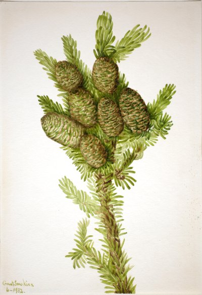 香杉 Albies fraseri, 1932. 作者 玛丽·沃克斯·沃尔科特
