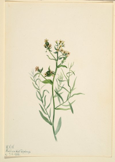 杂种蟾酥（Comandra pallida） 作者 玛丽·沃克斯·沃尔科特