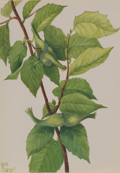 喙榛子（Corylus rostrata） 作者 玛丽·沃克斯·沃尔科特