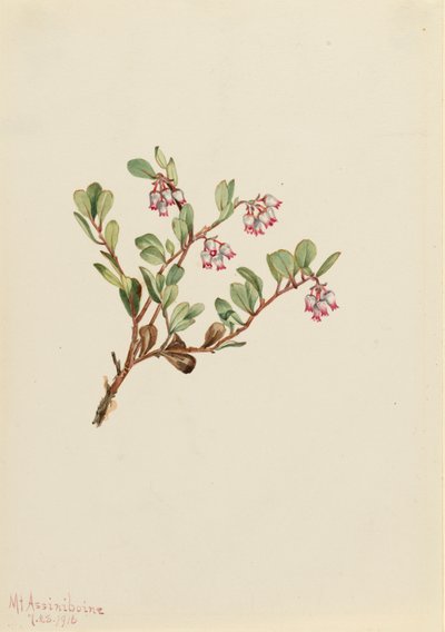 Bearberry Arctostaphylos uva-ursi, 1916. 作者 玛丽·沃克斯·沃尔科特