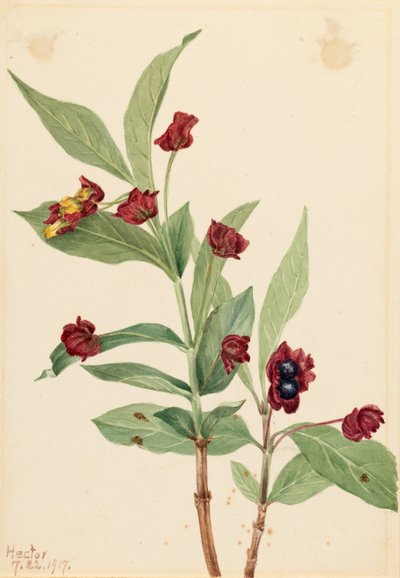 熊果金银花（Lonicera involucrata） 作者 玛丽·沃克斯·沃尔科特